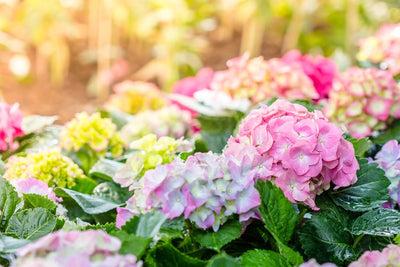 Your Quick Guide to Pruning Hydrangeas